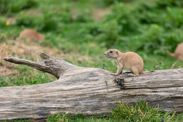 Chien de prairie sur un tron