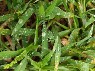 Grass with pearl like water droplets