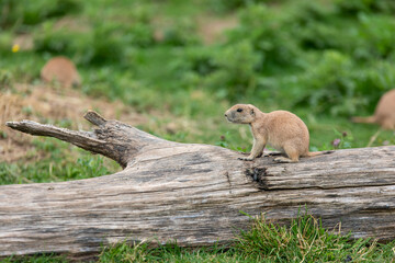 Chien de prairie sur un tronc