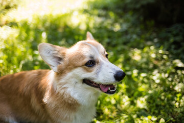 the Pembroke corgi dog stands on a green summer lawn. Walking with the dog