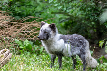 Renard polaire en &eacute;t&eacute;