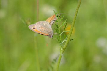 Pairing of meadow brown butterflies (Maniola jurtina).
