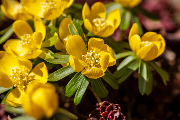 Fototapeta premium Winterlinge bilden im Garten, Park oder Natur größere Bestände. Die gelb leuchtenten Blüten der Frühlingsboten werden von Bienen sowie Hummeln aufgesucht, erfreuen Menschen und machen Lust auf Leben.