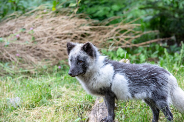 Renard polaire en été