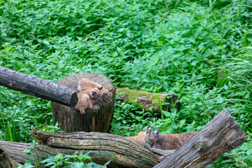 Lynx et ses bébés