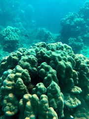 coral reef and coral