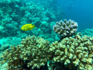 Fototapeta na wymiar coral reef in the red sea