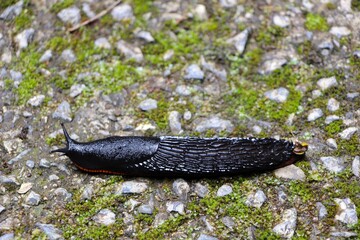 European black slug
