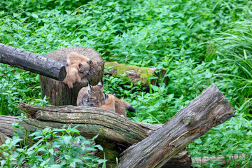 Lynx et ses b&eacute;b&eacute;s