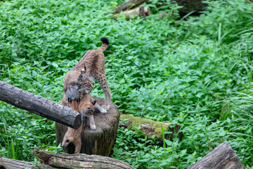 Femelle Lynx et ses bébes