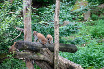 Trois bébés lynx en train de jouer