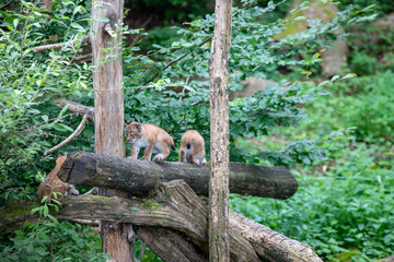 Trois b&eacute;b&eacute;s lynx en train de jouer