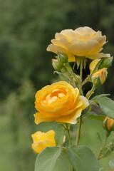 Growing spray roses in the garden, yellow roses blurred background