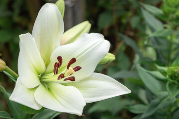 Selective focus floral background, Growing lilies in the home garden, backyard blooming flowers