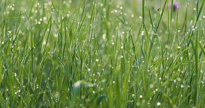 Foreground dew drops on the long green grass in panorama motion
