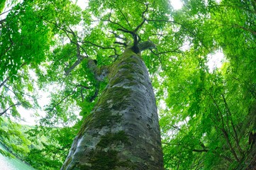 Fototapeta premium Green beech tree landscape view in the rainy day at deep forest in Aomori, Japan