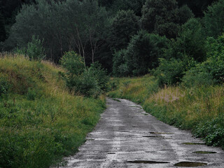 Old natural path in nature, green grass and trees, after rain