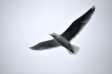Seagull soaring in the sky above Barents sea