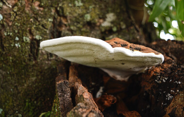 Exotic mushrooms growing on the edge of a tree trunk.