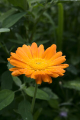 Schöne orangene Ringelblume mit kräftiger Farbe