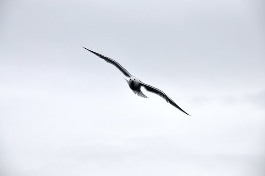 A seabird soaring high in the sky