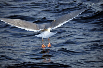 Fototapeta na wymiar A seagull landing on the water in Barents sea 
