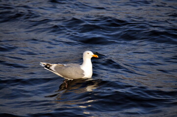 A seagull sitting calmly in the water, Barents sea
