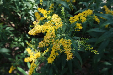 Solidago Gigantea. The golden rod is giant. State flower of Nebraska and Kentucky. Yellow inflorescences close up.