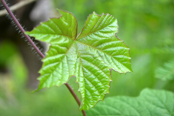 Beautiful green vine leaf with green blurry background in garden near people housing