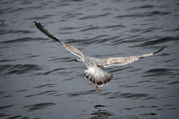 Beautiful view of seagull landing on the water in Barents sea 