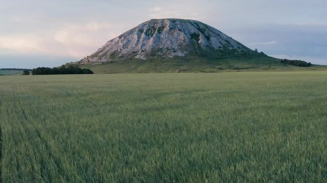 The remain of the reef of the ancient sea, composed of limestone - shikhan Toratau and the wheat field. Aerial view.
