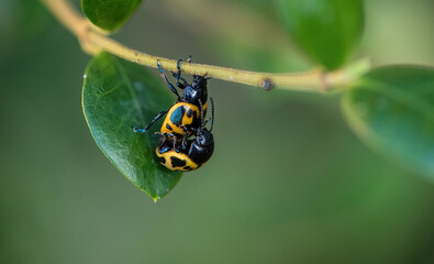 Black and Yellow Beetles