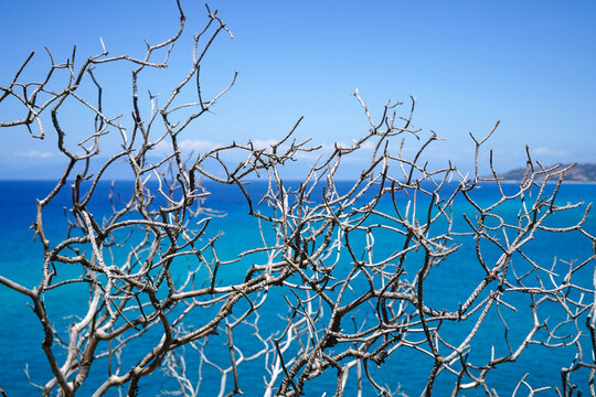 bare dried twig against turquoise sea and blue sky