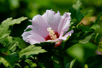 Obraz premium Aphrodite Hibiscus 'Rose of Sharon' in daylight