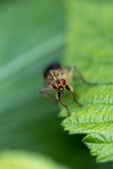 Fly on a leaf