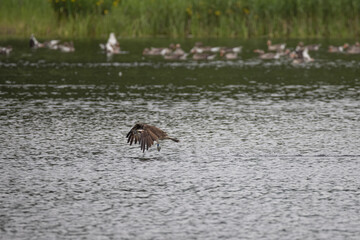 Osprey nesting and cleaning its talons in the loch