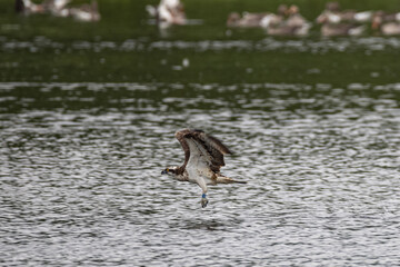 Osprey nesting and cleaning its talons in the loch