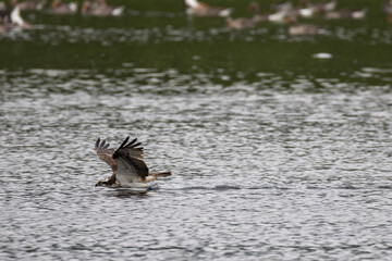 Osprey nesting and cleaning its talons in the loch