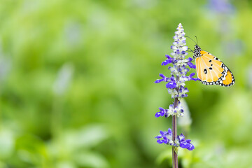 Lavender and yellow butterfly.
