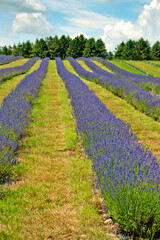 Fototapeta premium Lavender Field Summer Flowers Cotwolds Gloucestershire England