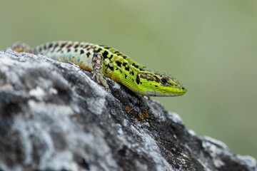 Balkan wall lizard (Podarcis tauricus) on a rock