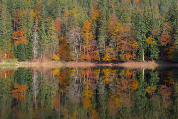 Picturesque lake in the autumn forest. Gorgeous scenery with a mirror reflection of a spruce forest on the water surface. Mountain Lake Synevyr in Carpathian, Ukraine. Zakarpattia.