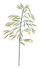 Obraz premium Wildflower grass with blossom, wild vegetation