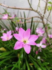 Fototapeta premium A Lily blooming in the garden of a hard working gardener