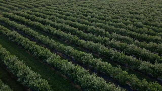 Aerial drone view Blueberry bush field, organic ripe. Blue berry hanging on a branch, Bio, healthy food, top view, Farm with berries
