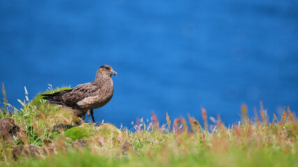 Great Skua guarding its nest on Handa Island in the Highlands