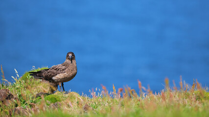 Great Skua guarding its nest on Handa Island in the Highlands