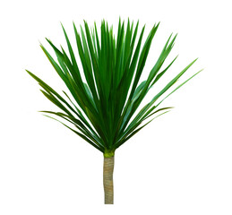 Dracaena Fragrans (Dracaena corn plant,Dracaena massangeana) isoleted on white background. air purifying tree,Helps to purify toxic air.