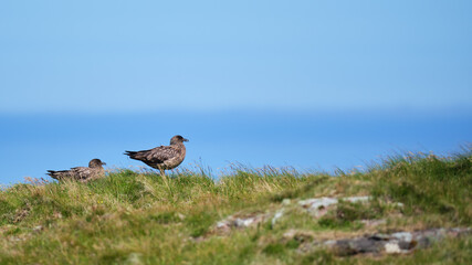 Two Great Skuas nesting on Handa Island in the Highlands