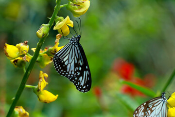 Tirumala limniace or blue tiger butterfly from Western Ghats